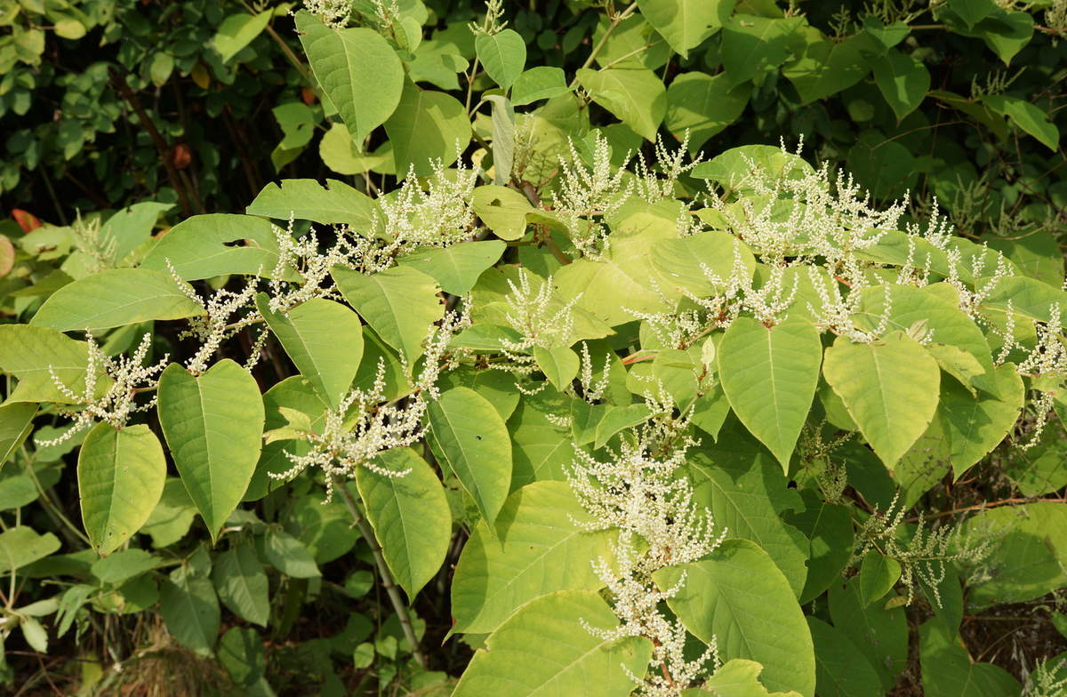 Renouée du Japon STOP invasives — free download