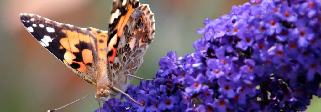 Jolis papillons à planter 